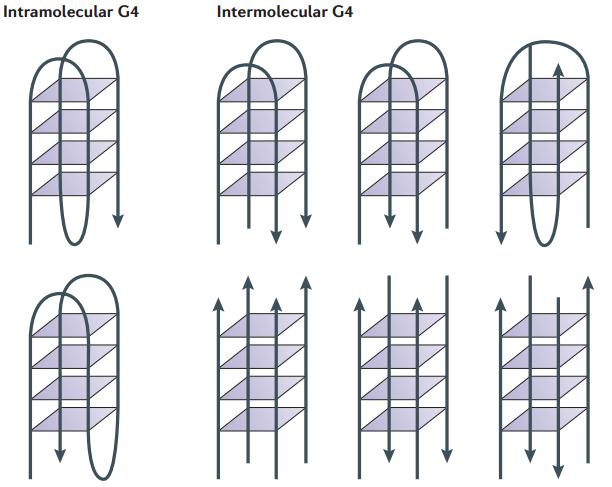 (a) (b) Figure 2.4. Formation of the G4-DNA structure. Four guanine bases form tetrads arrayed in a plane via Hoogsteen hydrogen bonds, as shown in a [7].