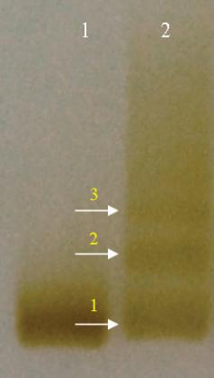addition to terminating chain growth, stabilizes the structures enabling their further separation by gel electrophoresis.