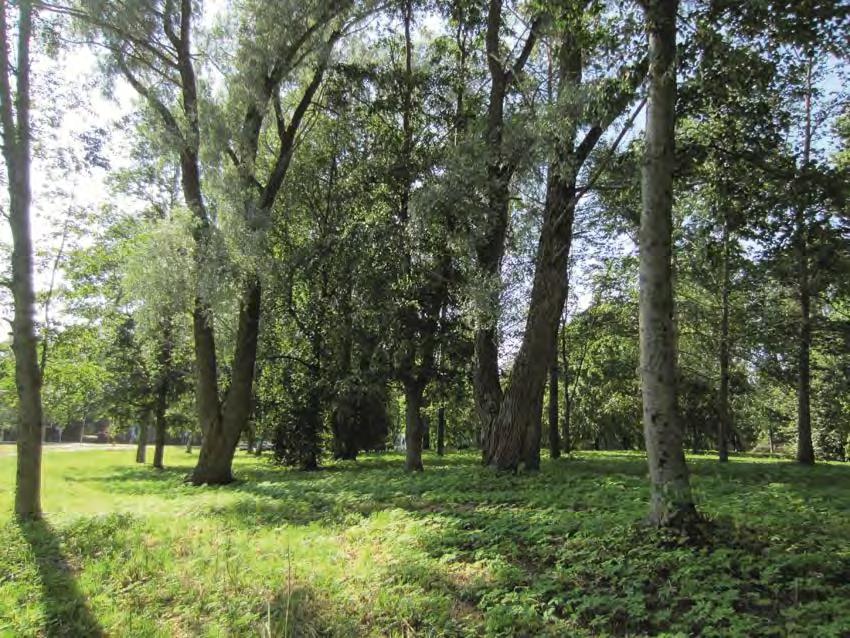 8 Kuvio 13: Kuvio 14: Rantapuustossa on harmaa- ja tervaleppää sekä koivuja. Puuston harvennushakkuiden seurauksena pensaskerrokseen on noussut runsaasti nuorta leppävesaikkoa.