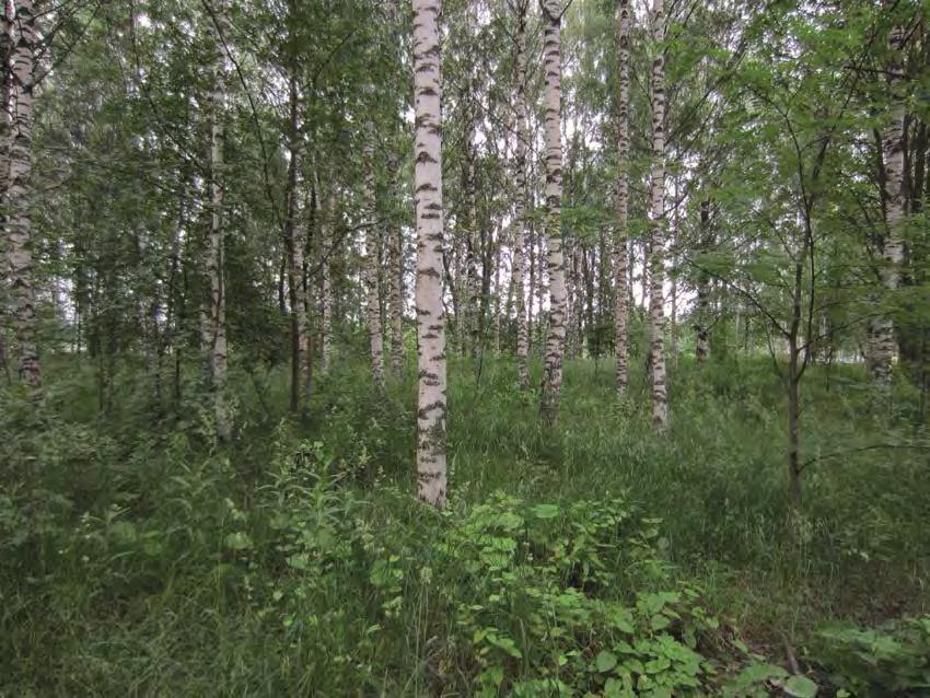 4 Kuvio1 (kuviot 1a-1f): Puistomaisena hoidettua alue puustoinen tai avoin alue, jonka aluskasvillisuus muodostuu leikatusta nurmesta ja istutetuista pensaista.