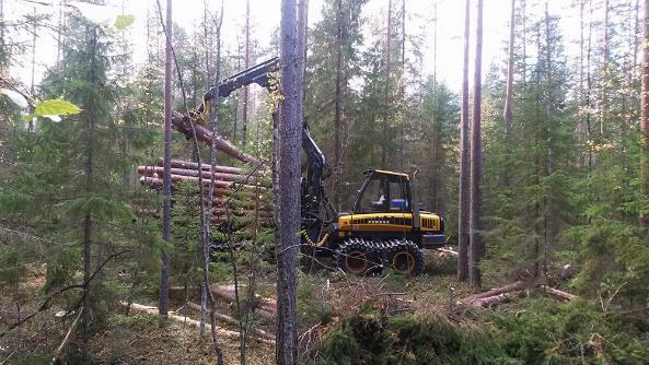 Sisällys Tuohi ja yhteismetsät Metsänhoitomme