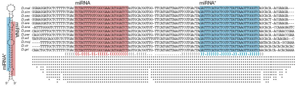 mammals Novel/expanded mir families mir/mir* arm