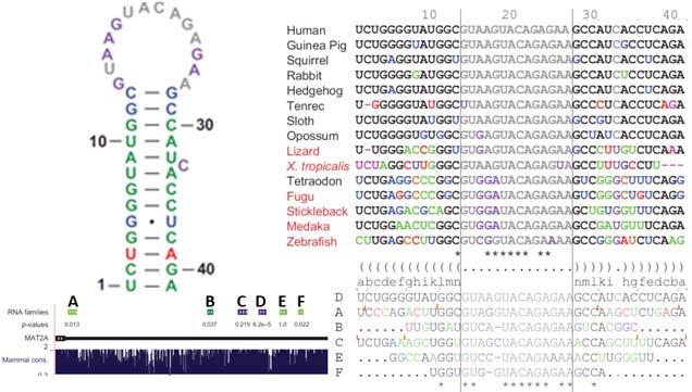 Rate Lin, Genome Research 2011 Reveal splicing signals, RNA structures, enhancer