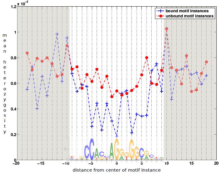 Bound motifs show increased human constraint Position-specific reduction in