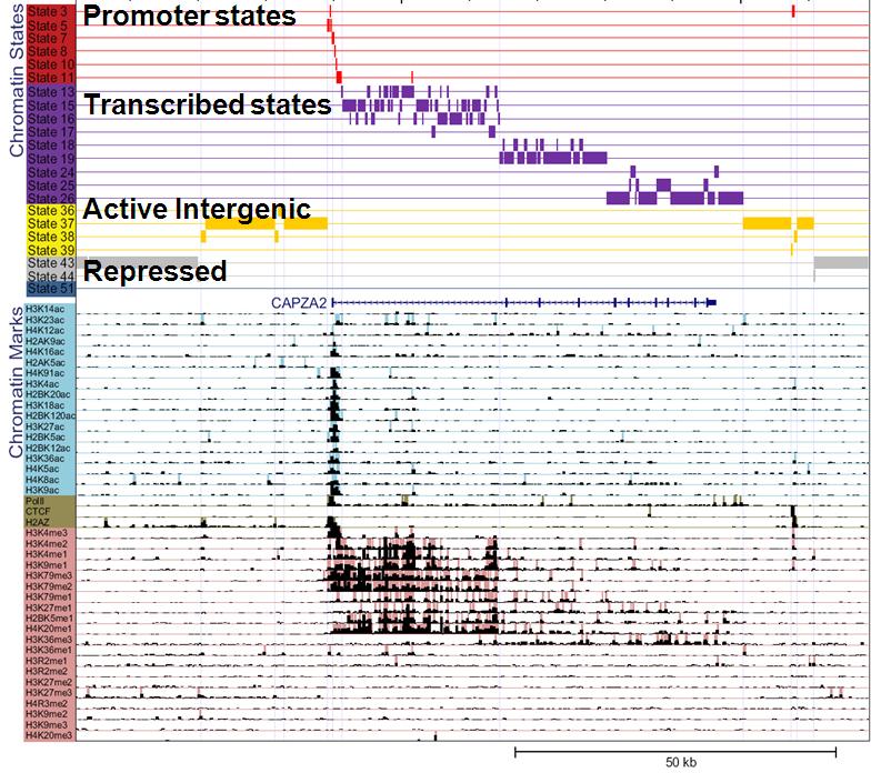 Chromatin signatures for genome