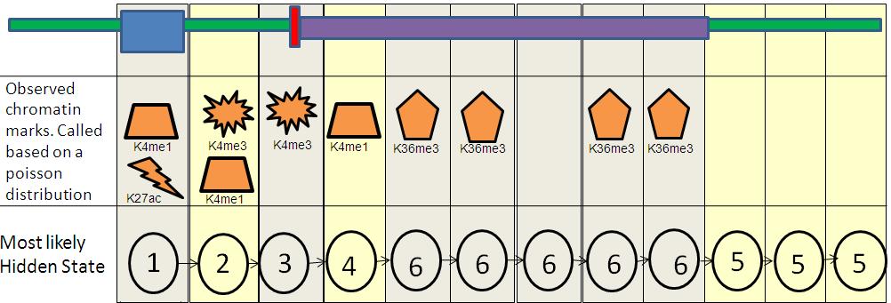 DNA methylation 2.