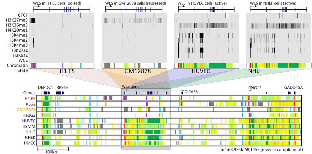 Chromatin states dynamics across nine cell types