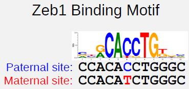 sequenced Map reads to phased genome, handle SNPs