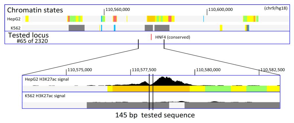 Example activator: conserved HNF4 motif match WT
