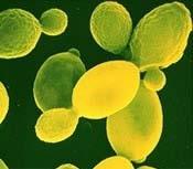 Post-duplication 9 Yeasts 8 Candida Kellis