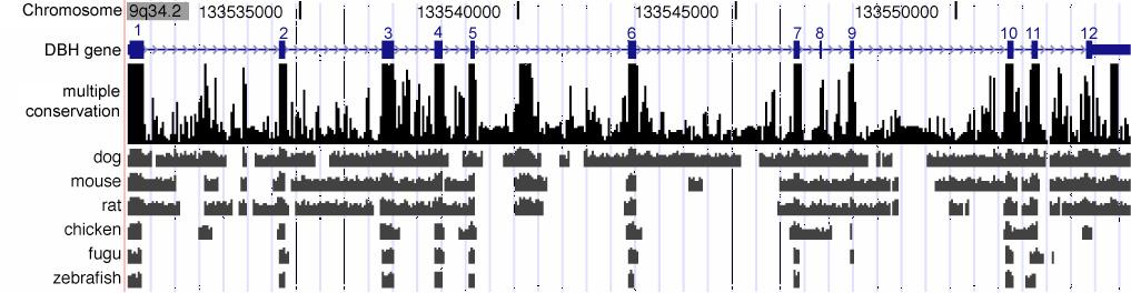 Comparative genomics and evolutionary signatures Comparative genomics can reveal functional elements For example: exons are deeply conserved to mouse, chicken, fish Many other elements are also