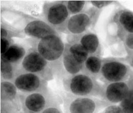 (Sigma-Aldrich), rosiglitazone (Cayman Chemical), and GW9662 (Sigma-Aldrich). Cell stocks were frozen in 10% DMSO-FBS at -70 C. Figure 11.