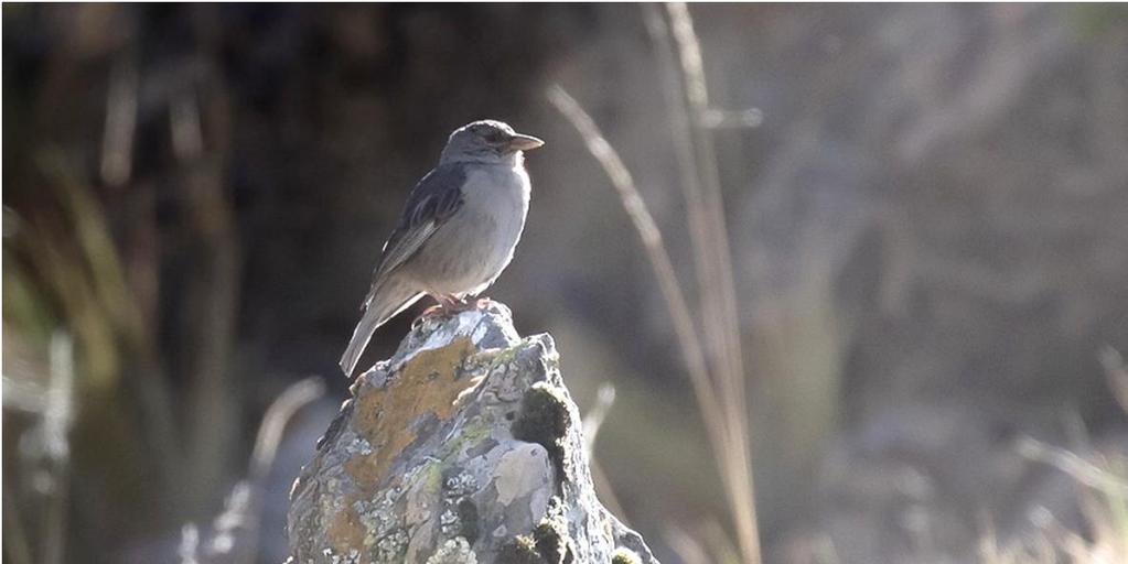 ja nähdä täällä ylängöllä toinen harvinaisuus, Short-tailed Finch! Niitä oli jostain syystä alueella noin viisi tämä oli todellinen yllätys. Kapusimme siis varsin tyytyväisinä alas.