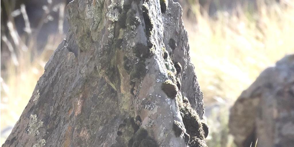 Matkan varrelta löytyi varsin helposti endeemi White-throated Cacholote, hyvä!