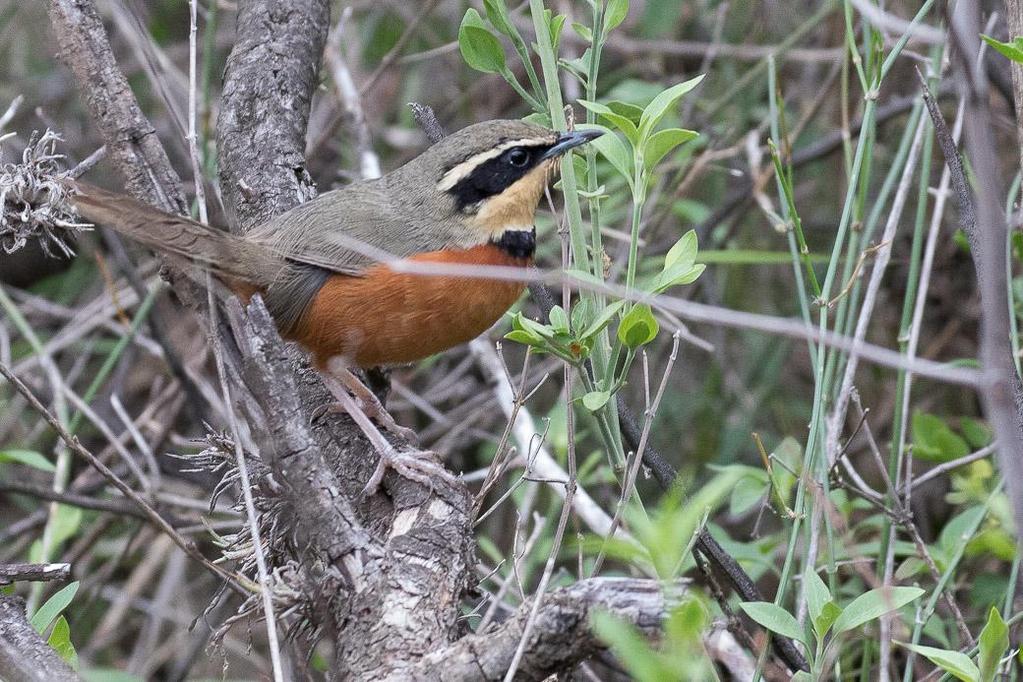 Olive-crowned