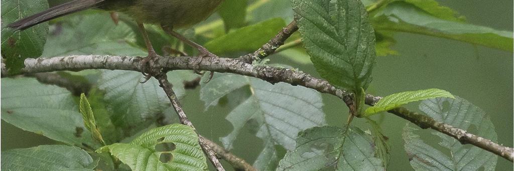 Uusien lajien ilontulitus alkoi saman tien hetken aikaa oli vaikea tietää mitä pitäisi ensin tehdä, sillä samanaikaisesti oli näkyvillä Argentiinan endeemi Yellow-browed Brushfinch ja alhaalla