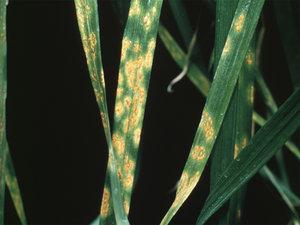 Nurmien kasvitaudit Ruosteet Puccinia spp.