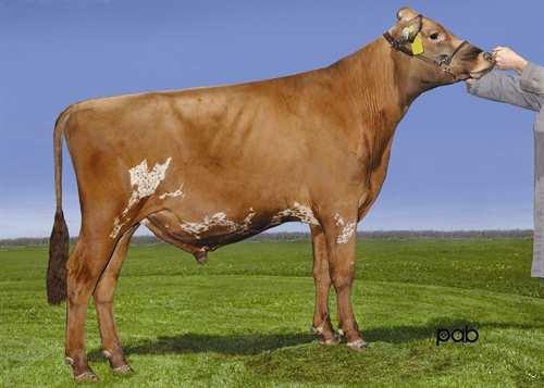 Vicking DE LA PLAINE VICKING 0200AY00778 BURDETTE x MODEM x JERRY GLPI +2696 Rek #: AYCANM107961868 aaa: 126354 DMS: 234,123 Syntynyt: 11/24/2012 Kappakaseiini: Beettakaseiini: A1A1 AH1F AH2F TUOTOS