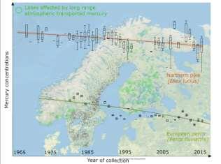 50 years of declining fish mercury levels in boreal and subarctic Fennoscandia ahven (65-95 g) hauki DATA: 1965 2015 3132 järveä (54560 havaintoa) Hg > 0,5 mg/kg Hg koko