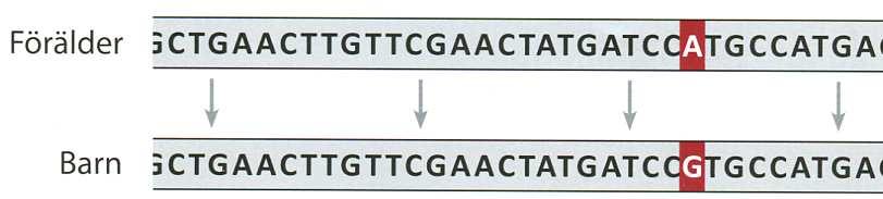Minkä mtdna-testin valitsisin? Testi Hinta Hinta (euroa) (dollaria) mtdna Plus 89 78,50 mtfull Sequence 199 175,50 Minkä autosomaalitestin valitsisin?