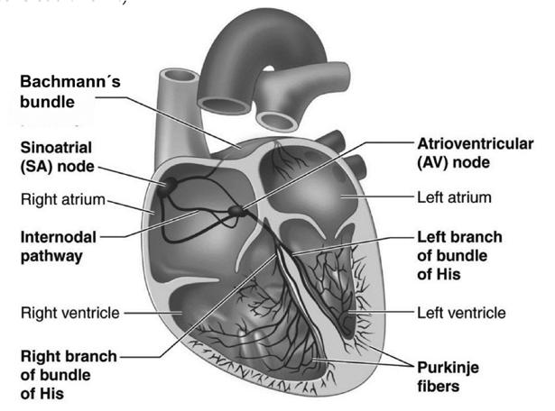 6 between species; in humans over 75 % of cardiomyocytes have only one nucleus, instead in mice over 75 % of cardiomyocytes have two nuclei (Treuting, Dintzis 2012