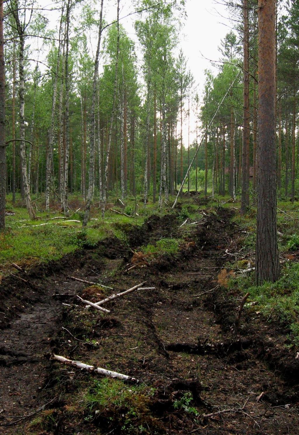 Muut metsätaloustoimet Puunkorjuun yhteydessä maanpinta voi rikkoutua ja paljastaa sulfidipitoisia maakerroksia Syvät ajourapainumat riskinä Kannattaa varoa