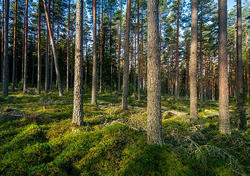 Uusiutuva Suomi mahdollisuuksien maailma Monet nyt itsestään selvinä pitämämme asiat ovat ainutlaatuisia.