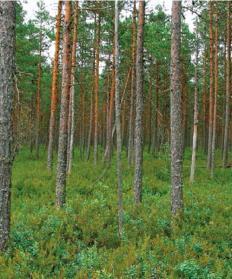 välipintakoivuletot Seppo Tuominen Hannu