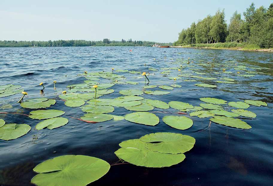 kartoituskäynti! Puh. 044 455 6560 Alina Oulu pohjoinen Ii sinikka.