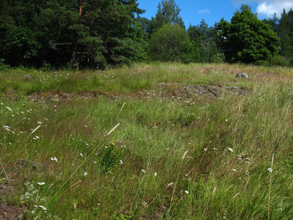 Kuva 6. Puontilan niityn kasvillisuutta kesällä 2014. Valokuva Pekka Routasuo. 4.2 Liito-orava Kevään 2014 liito-oravaselvityksessä ei tehty havaintoja lajin esiintymisestä.