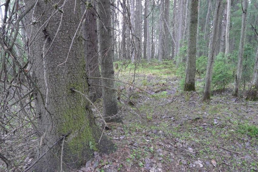 Biologinen tarkkailu 2018 14 Kuva 5. Liito-oravan ydinalue Raajamäen alueella. Alueella kasvaa varttunutta kuusimetsää, jossa on sekapuustona haapaa.