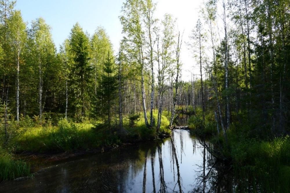 Biologinen tarkkailu 2018 18 hakkuuaukion reunaa pitkin. Samanlainen havainto saatiin samalta kohdalta kaksi kertaa puolessa tunnissa.