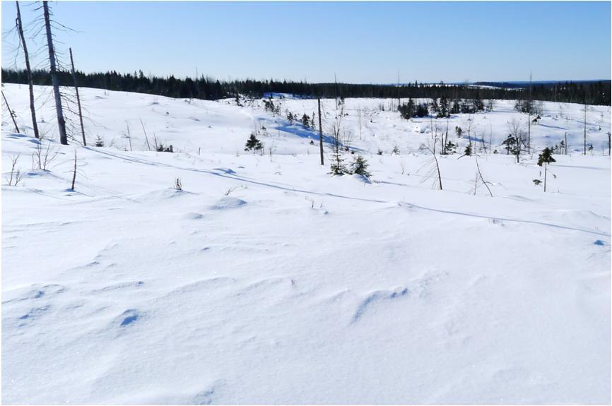 Biologinen tarkkailu 2018 4 Kuva 1. Näytealapaikalla 8 oli tehty hakkuita, joiden vuoksi paikkaa siirrettiin lähemmäksi avolouhosta, jossa oli jäljellä tutkimuksen ehtoja täyttävää puustoa.