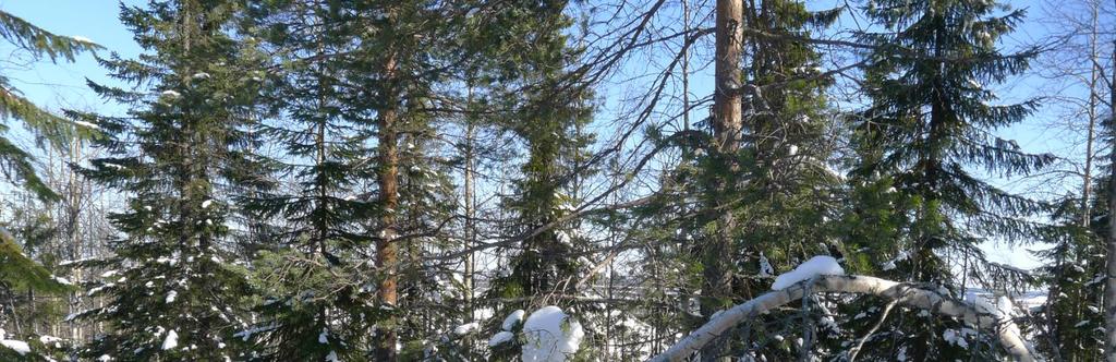 Oksat esikäsiteltiin erottamalla jokaisen näytealan kokoomanäytteestä ensimmäisen ja toisen vuosikerran osanäytteet. Kyseiset osanäytteet analysoitiin erikseen.