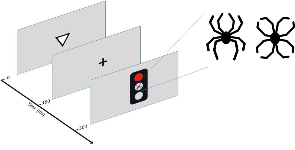 Kuva 1. Tutkimusparadigman kuvaus. Jokaisen osatehtävän alussa näytetään joko ylös tai alas osoittava kolmio 150 ms ajan. Koehenkilön on tarkoitus vastata nappia painamalla kolmion suunta.