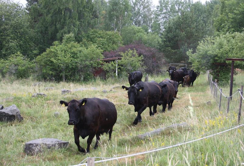 Ei hullumpi lehti kaksi kertaa vuodessa Käy tykkäämässä niin saat tapahtumista tietoa heti tuoreeltaan. Kotisivut: www.marynummi.net Tervetuloa mukaan kyläyhdistyksen jäseneksi!
