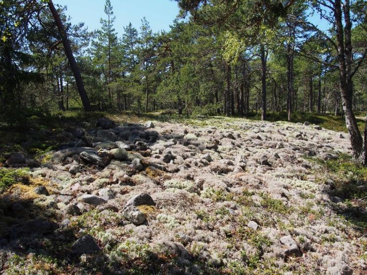 Saattaa olla, että kivikkoon raivatut kuopat ovat vanhoja säilytyskuoppia.