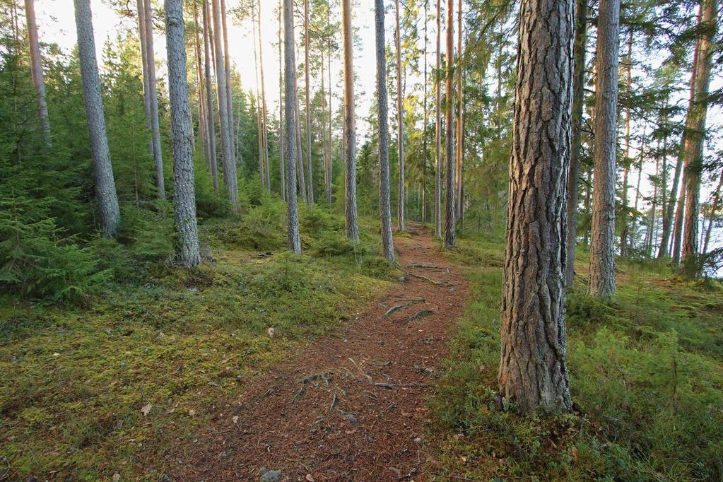 3. Rantapolku Kaupinojalta lähtevä rantapolku tulee jättää nykyiselleen.