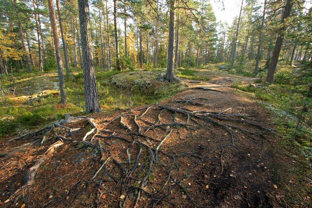 Kaupungin tavoite: hiilineutraalius 2030 mennessä Hiiltä sitovan metsän tuhoaminen sotisi tavoitetta vastaan