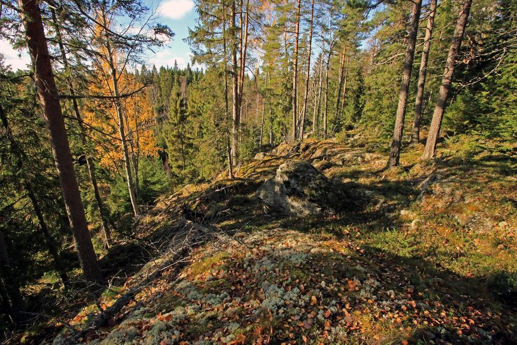 Ehdotuksemme taustaa: Kauppi-Niihama on tamperelaisille rakas alue sellaisenaan, eikä sen luonto- ja virkistysarvoja pidä tuhota hakkuilla tai rakentamisella.