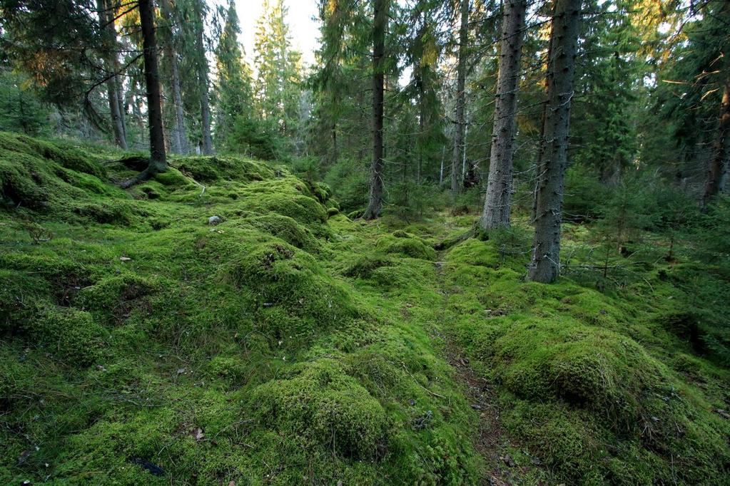 rämepainanteita Kaikissa kartoituksissa on löytynyt useita eri uhanalaisuusluokituksissa olevia lajeja Luonnonsuojeluliitto valitsi alueen viime