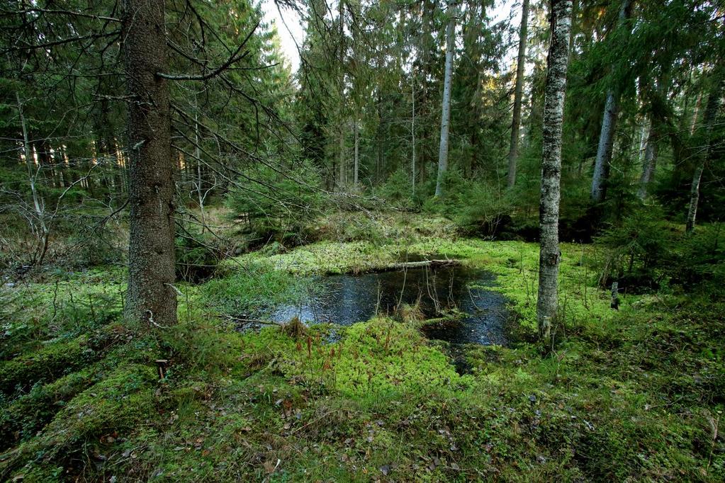 1. Metsänkäsittely Nykyisenlaisesta metsänkäsittelystä tulisi luopua, sillä harvennukset heikentävät alueen luontoarvoja.
