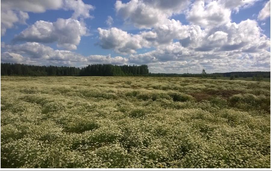 Pellolla, jolle on ilmoitettu satokasvi kasvaa pelkästään rikkakasvillisuutta,