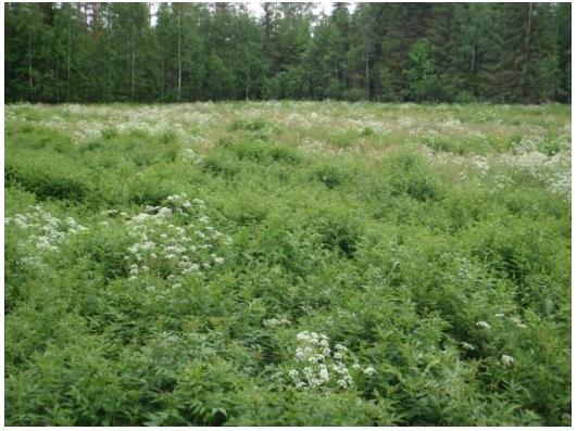 (kuva 1) Suojavyöhykkeen kasvusto ei ole hyväksyttävä, koska alalla ei ole