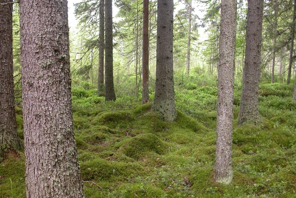 Katajakorven toinen mielenkiintoinen kosteikko sijaitsee metsäalueen länsipuolella.