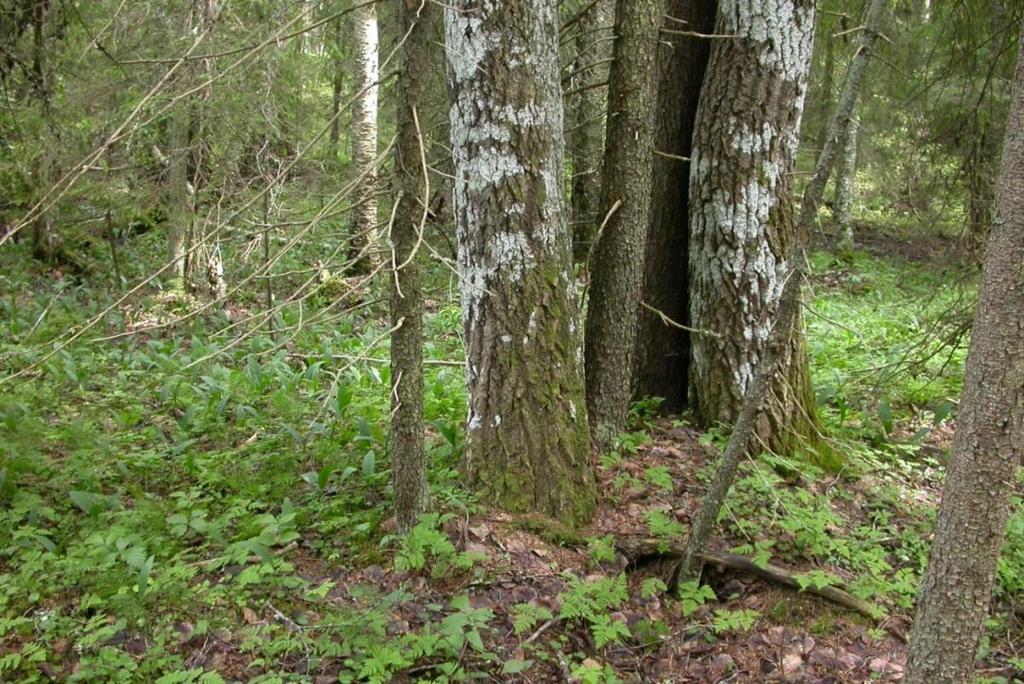 Tuolla kohdin metsä on varttunutta, pääpuulaji on kuusi, seassa mäntyjä, hieskoivuja, harmaaleppää sekä haapoja. Pohjoiseen liikuttaessa metsän ikä nousee.