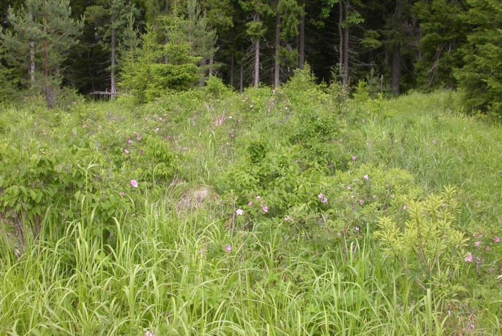 Paikalla kasvaa runsaasti samoja ruohovartisia lajeja kuin lähimetsässäkin, mutta monet näistä (esim.