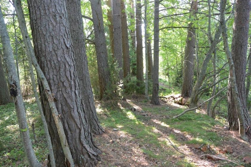 Kuva G. Maisemallisesti merkittävä vanhojen mäntyjen (Pinus sylvestris) ryhmä joen rantatörmällä.