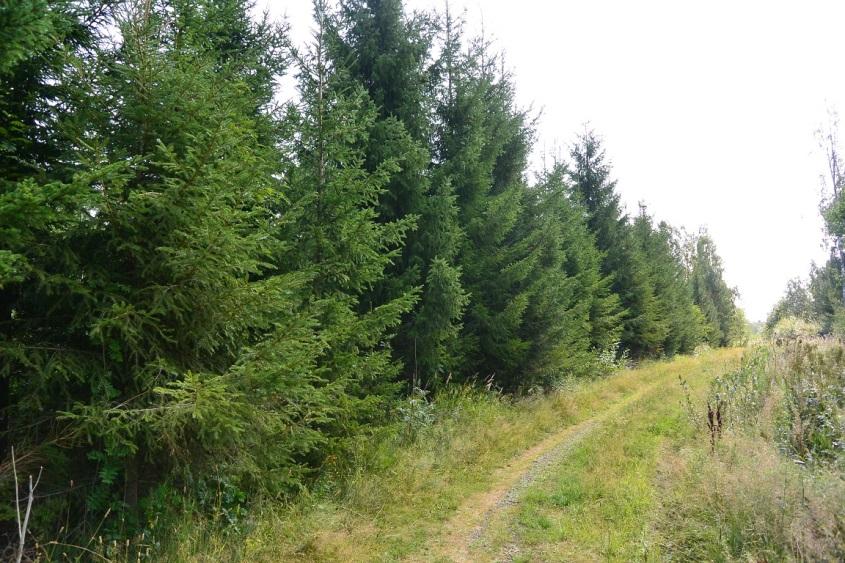 kanerva (Calluna vulgaris), puolukka (Vaccinium vitis idaea), mustikka (Vaccinium myrtillus), lillukka (Rubus