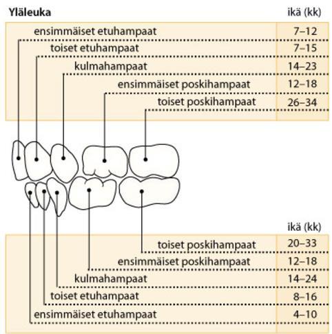 17 Kuvio 2. Maitohampaiden puhkeamisjärjestys lapsen iän mukaan (Honkala 2015). Pysyvien hampaiden puhkeaminen alkaa useimmiten keskimmäisestä alaetuhampaasta lapsen olleessa noin 5 6 vuoden iässä.
